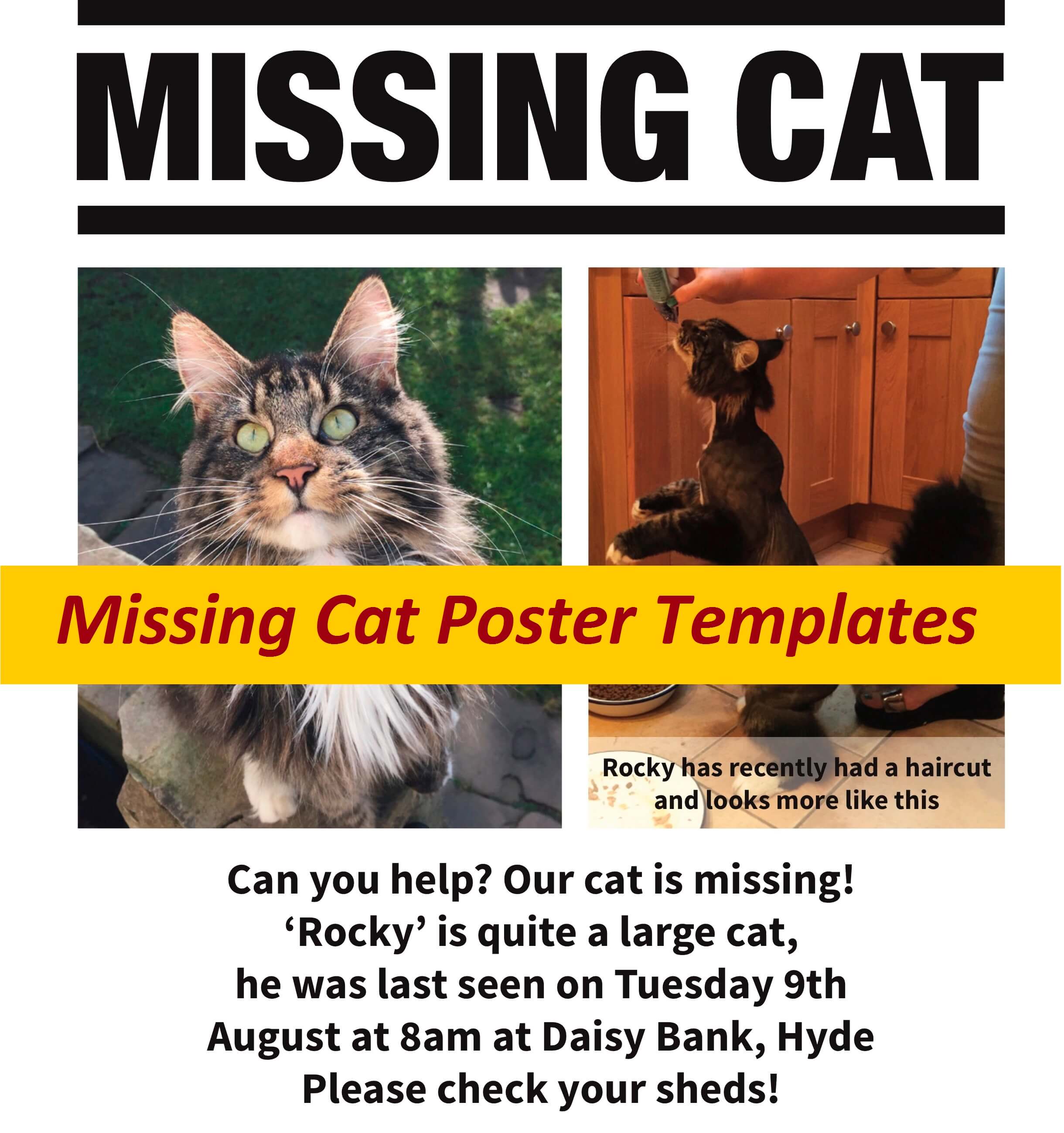 Missing Cat Poster Templates Free Word And Pdf Templates